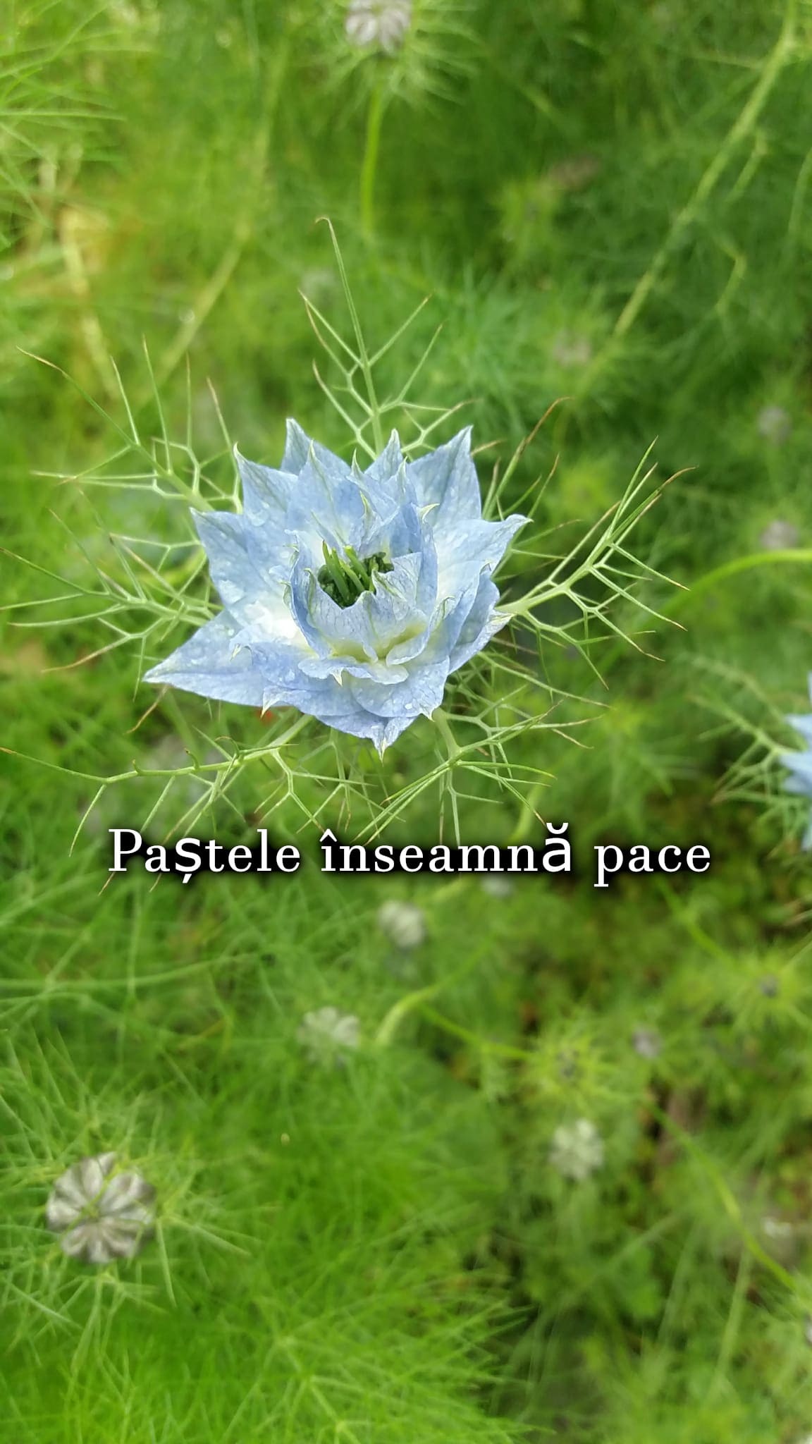 Paștele înseamnă pace